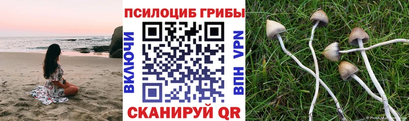 Галлюциногенные грибы Psilocybine cubensis  Олёкминск 