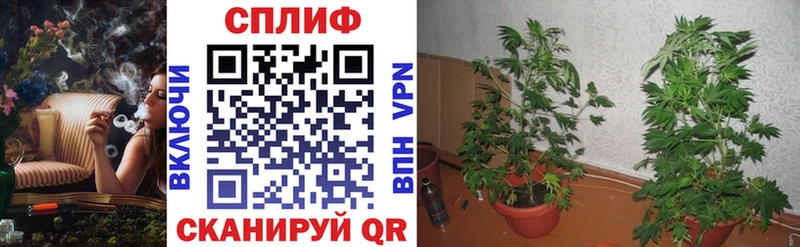 где купить наркоту  Олёкминск  Бошки Шишки сатива 
